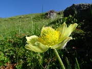 10 Pulsatilla alpina sulphurea (Anemone sulfureo)